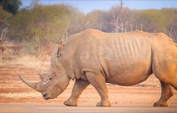 Nature, Africa, Rhino