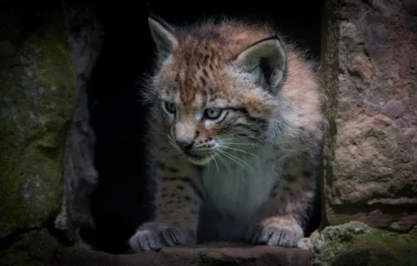 Look, face, nature, pose, background, portrait, hole, Nora