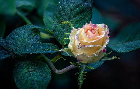 Flower, leaves, drops, macro, rose, garden, Bud, yellow