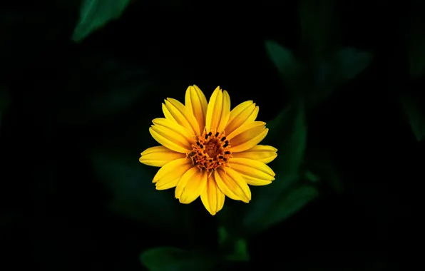 Flowers, yellow, background, bokeh
