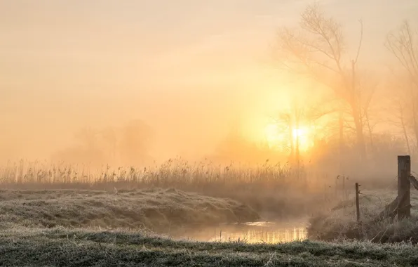 Frost, autumn, the sky, grass, the sun, rays, light, trees