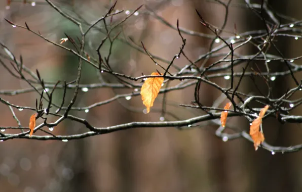 Macro, sheet, branch