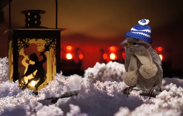 Sparrow, the plot, funny, Christmas decorations, a warm scarf, knitted beanie, a Christmas tale, Sparrow …