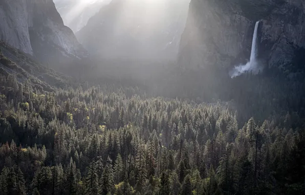 United States, California, Yosemite Valley, Foresta