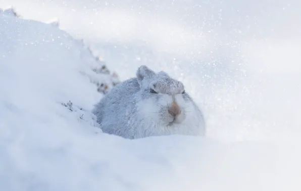 Winter, snow, hare, the snow, white background, face, Bunny, Blizzard