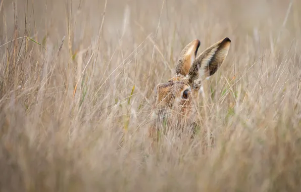 Field, grass, look, grey, hare, hide and seek, camouflage, ears