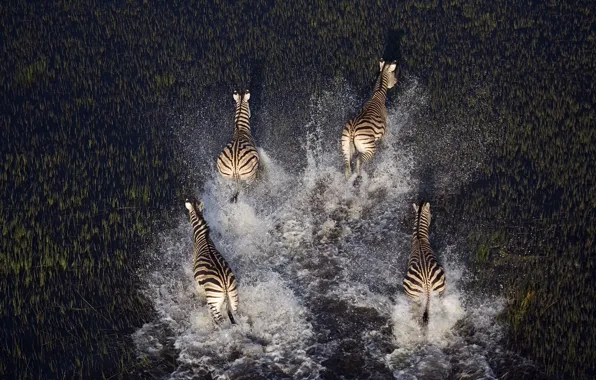 Animals, water, nature, swamp, plants, Zebra