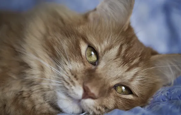 Cat, eyes, cat, look, lies, red