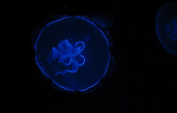 Picture blue, black, Medusa, contrast, underwater world, under water, the dark background
