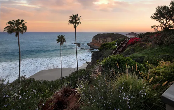 Picture sea, sunset, palm trees, coast, horizon, USA, Laguna Beach