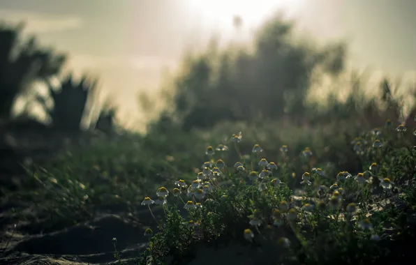 Flowers, nature, morning