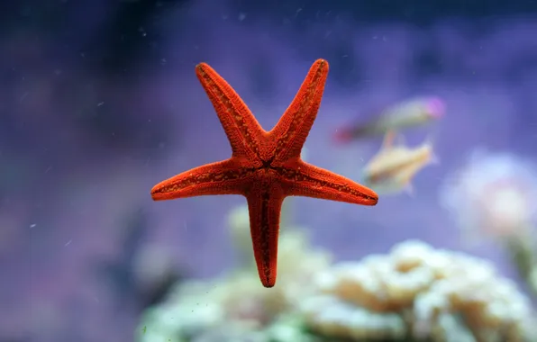 Sea, water, Wallpaper, star