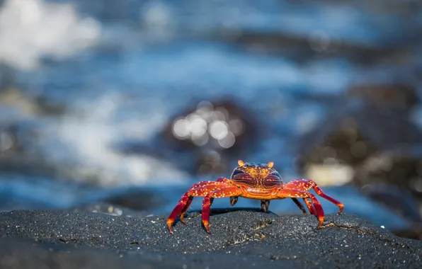 Picture sea, water, red, stones, background, shore, crab, crab