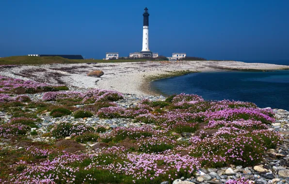 Sea, beach, summer, the sky, flowers, pebbles, blue, stones
