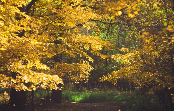Autumn, forest, October, oak