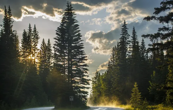 Wallpaper road, sunset, nature, tree for mobile and desktop, section ...