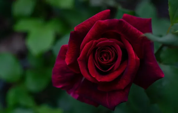 Macro, rose, petals, Burgundy
