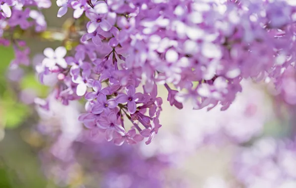 Macro, flowers, branches, petals, blur, pink, lilac