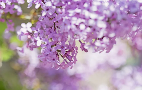 Macro, flowers, branches, petals, blur, Lilac, pink
