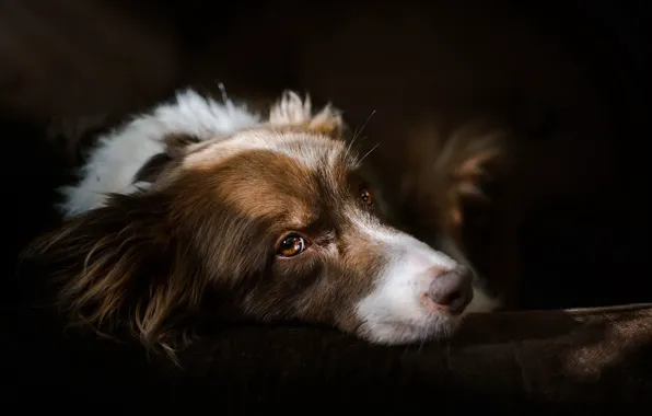 Look, each, dog