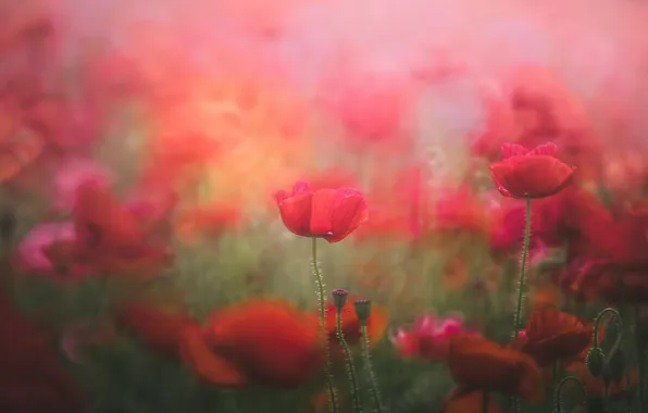 Summer, flowers, glade, Maki, treatment, blur, red, blur