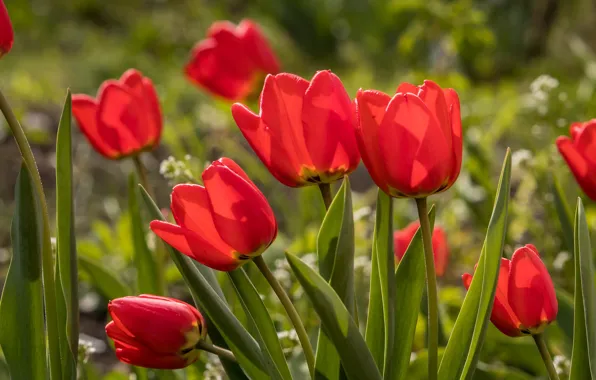 Picture flowers, red, spring, tulips, bokeh