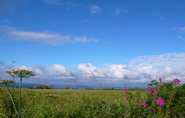 Picture field, the sky, grass, clouds, flowers