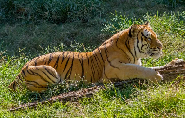 Cat, grass, the sun, tiger, profile, log, Amur