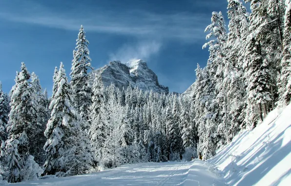 Winter, forest, snow, trees, mountain
