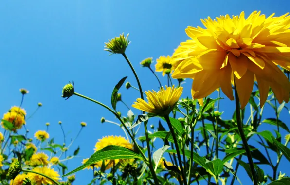 The sky, flowers, yellow, sky, yellow, flowers