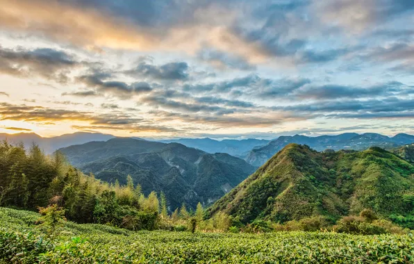 Field, the sky, clouds, mountains, fog, hills, vegetation, view