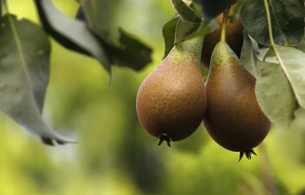 Picture macro, tree, fruit, fruit, pear