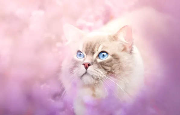 Cat, cat, look, flowers, nature, glade, blur, face