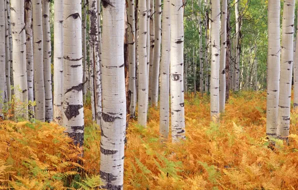 Picture autumn, trees, Forest, birch