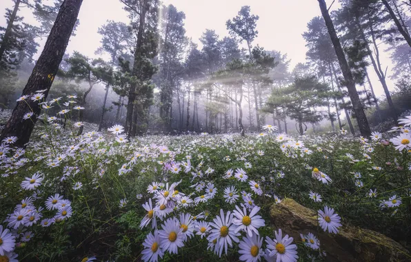 Field, forest, summer, rays, light, trees, flowers, fog