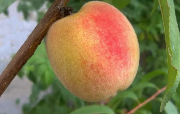 Tree, Summer, August, fruit, peach, Matures