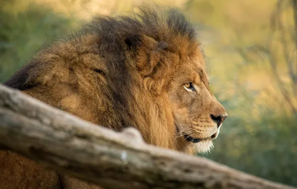 Picture look, trees, background, portrait, Leo, mane, profile, bokeh