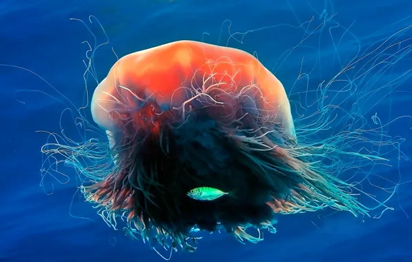 Sea, the ocean, color, fish, tentacles, jellyfish Lion's mane