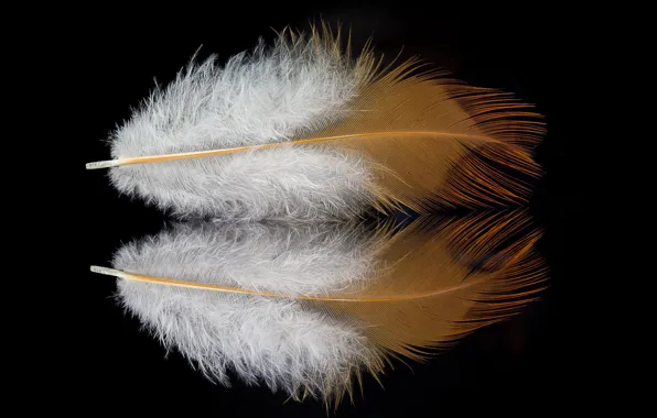 Picture reflection, feathers, fluff