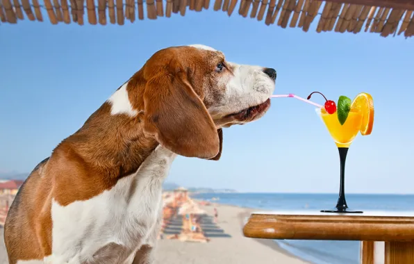 Picture sea, beach, the sun, cherry, orange, the situation, dog, humor