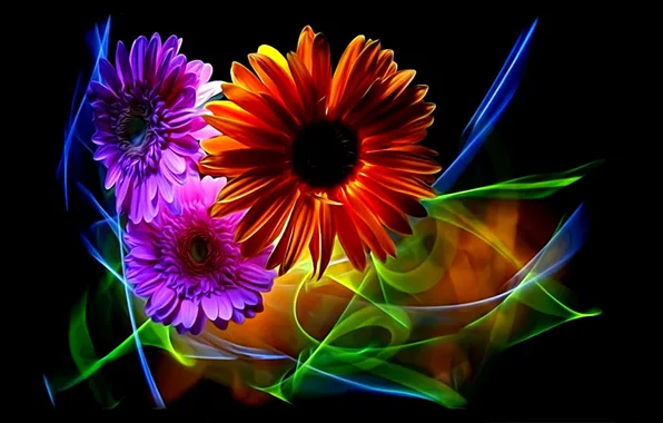 Flowers, abstraction, rendering, petals, black background, gerbera, picture, neon light