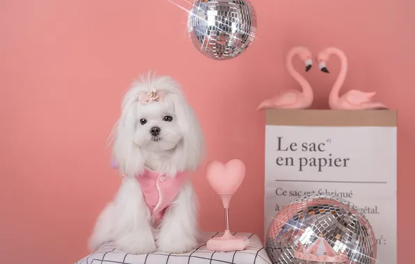 Look, nature, pose, heart, dog, hairstyle, outfit, decoration