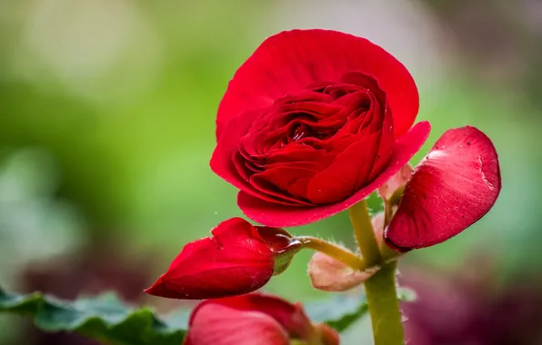 Picture flower, macro, nature, begonia