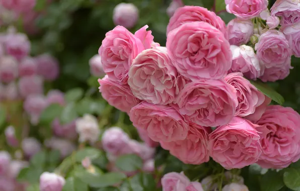 Flowers, roses, branch, garden, pink, flowering, a lot, rose Bush