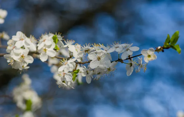 The sky, cherry, spring, the gardens are blooming, Nature comes alive