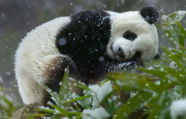 Winter, snow, nature, pose, foliage, sleep, bear, bear