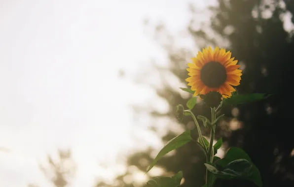 Picture flower, sunflower, yellow petals