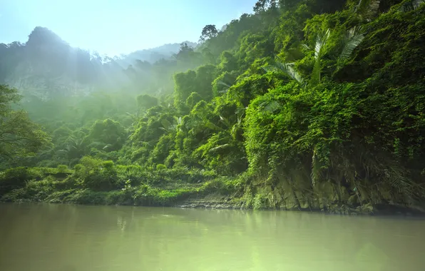 The sky, leaves, water, trees, nature, jungle, green