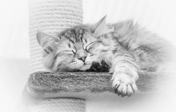 Picture cat, sleep, black and white, scratching post