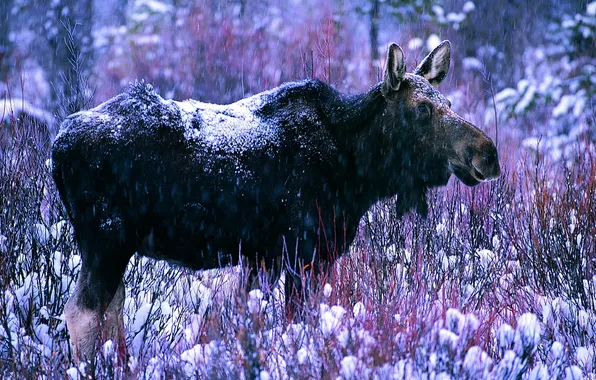 Picture winter, forest, snow, moose